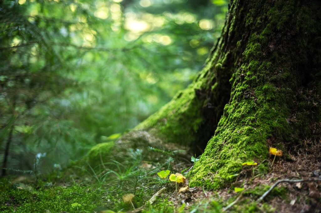 Leśne warsztaty - drzewo z bliska